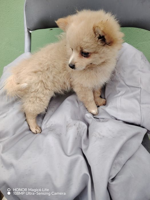 Кученце шипис и померан