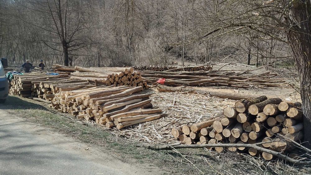 Stalpi din salcam pentru garduri  (araci, bulumaci)