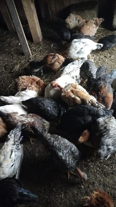 Vand puicute si cocosi