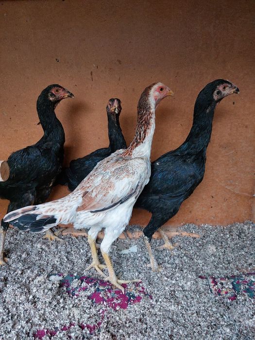 Makiyon tovuq shamo korea