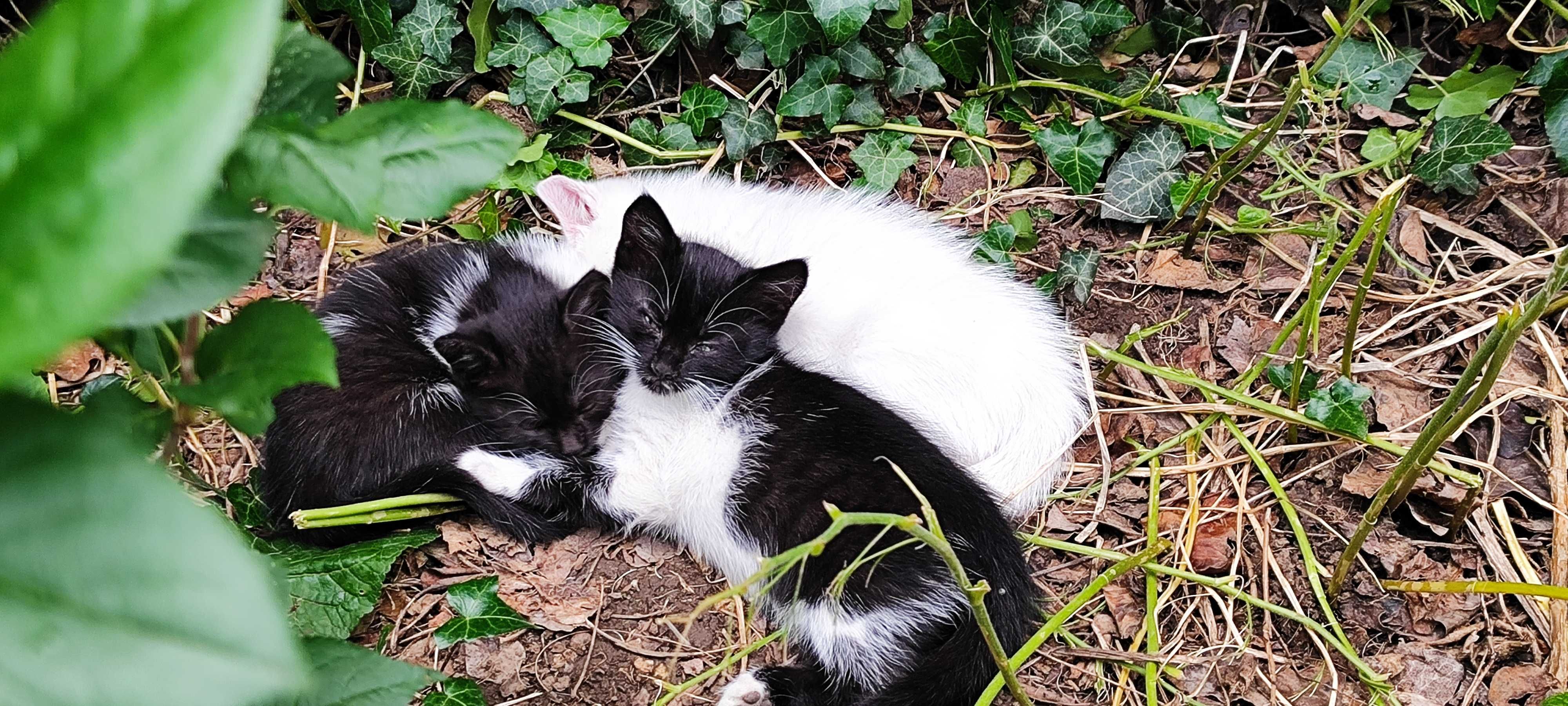 Котенца- две черно-бели момченца и едно бяло момиченце