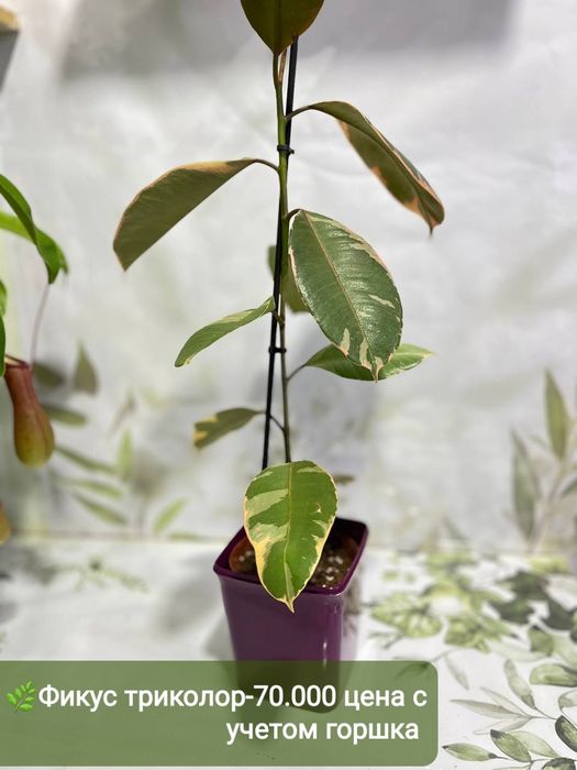 Хавортия варигат, кактус  и другие растения