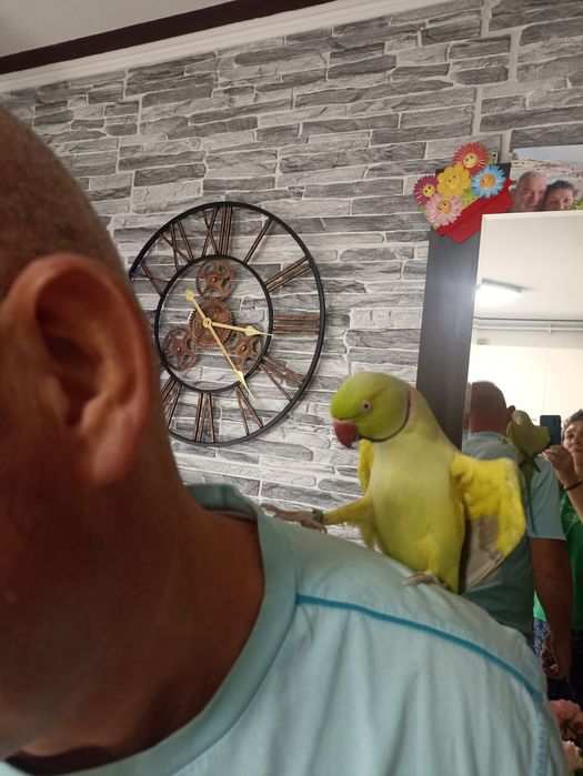 Vând papagal Micul Alex