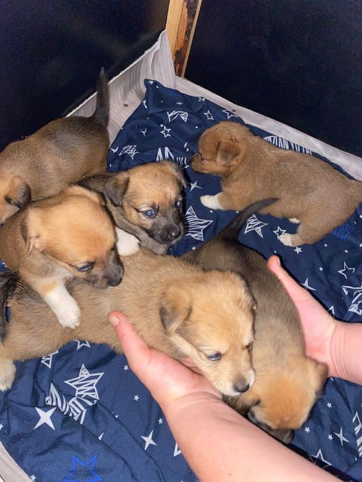 В добрые руки даром