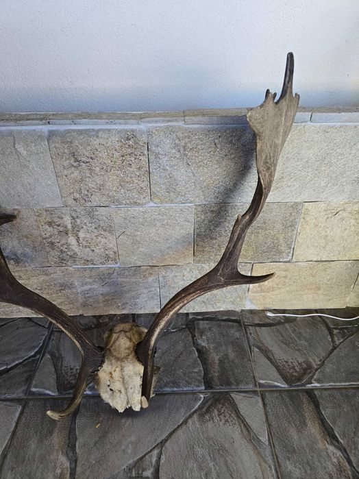 Трофейни рога с череп от Елен