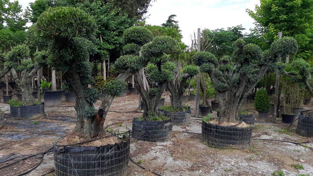 Maslini bonsai seculari 100 pe stoc rezistenti la ger
