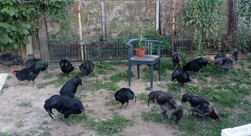 Cocoși Australorp de vânzare