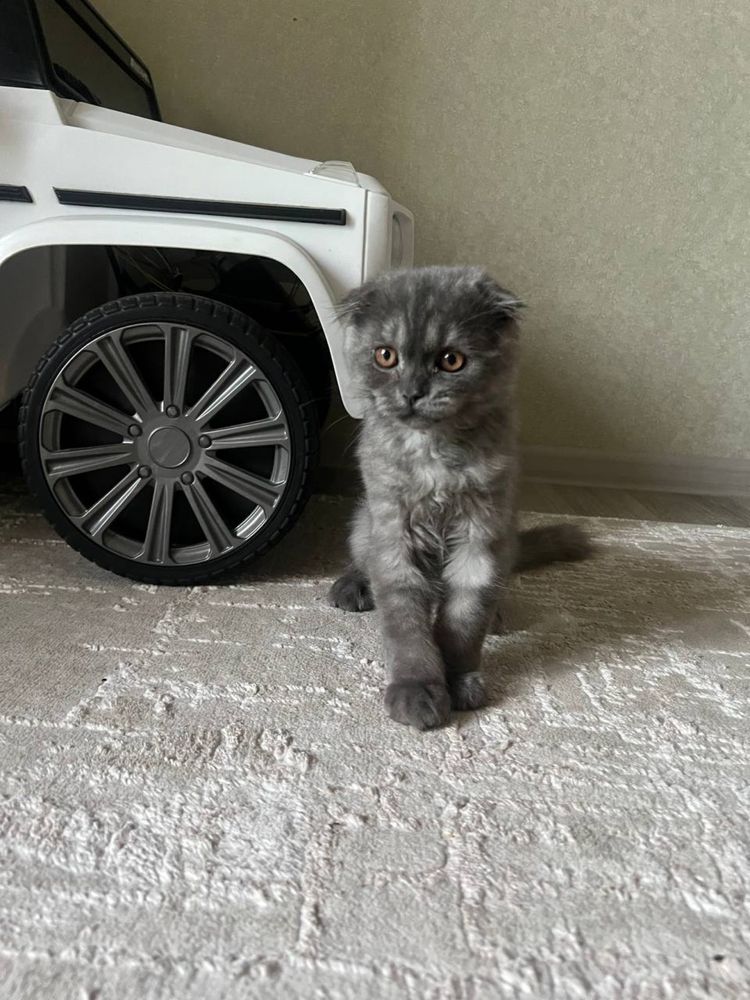 scottish fold кошка