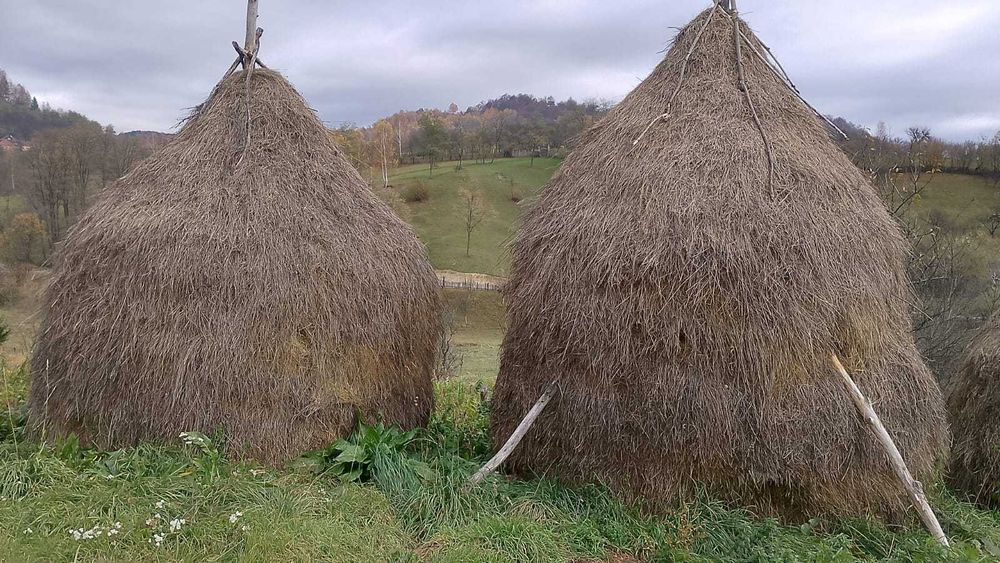 Vând 5 clăi de fan si una de otava, Bănița.