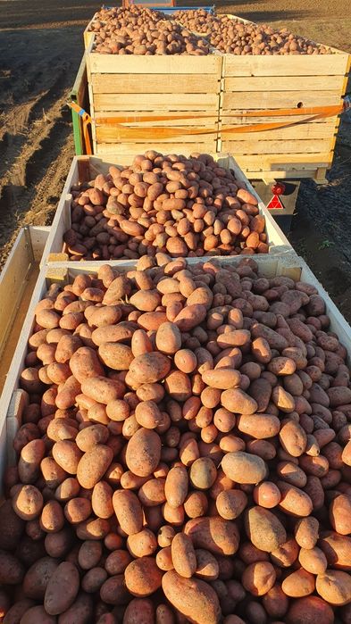 Cartofi de samanta Esmee import Elita 2024