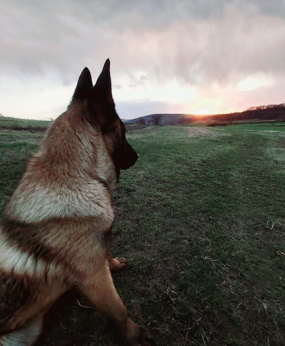Hera in căutarea unei familii iubitoare