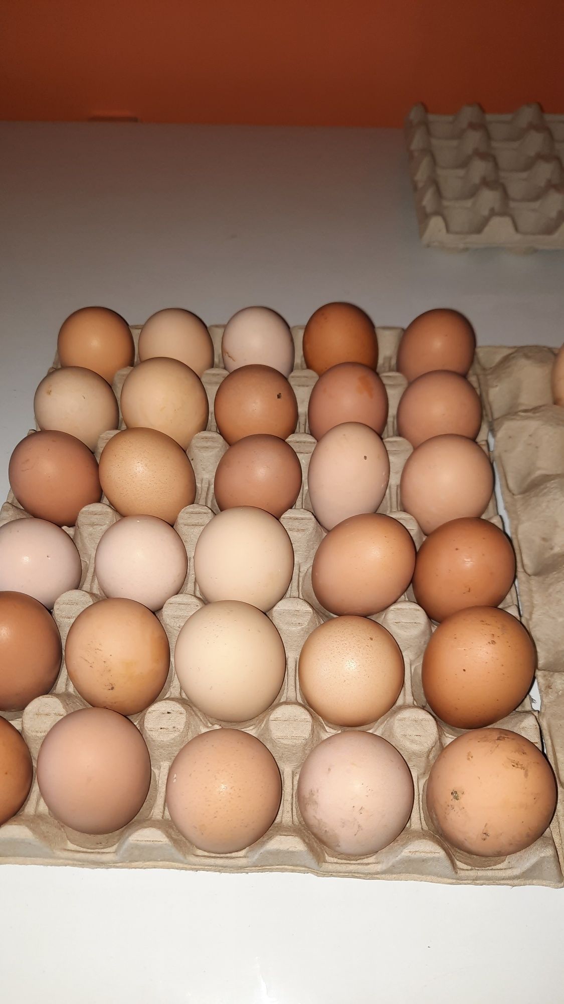 Vând ouă pentru incubat