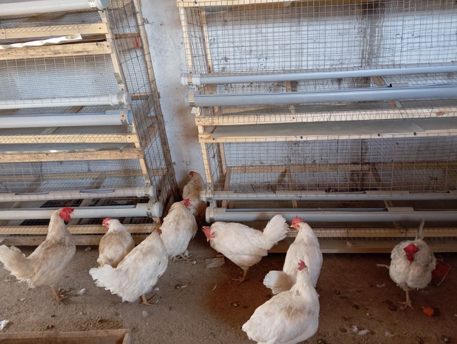 Тауық сатылады несушка 9 тауық