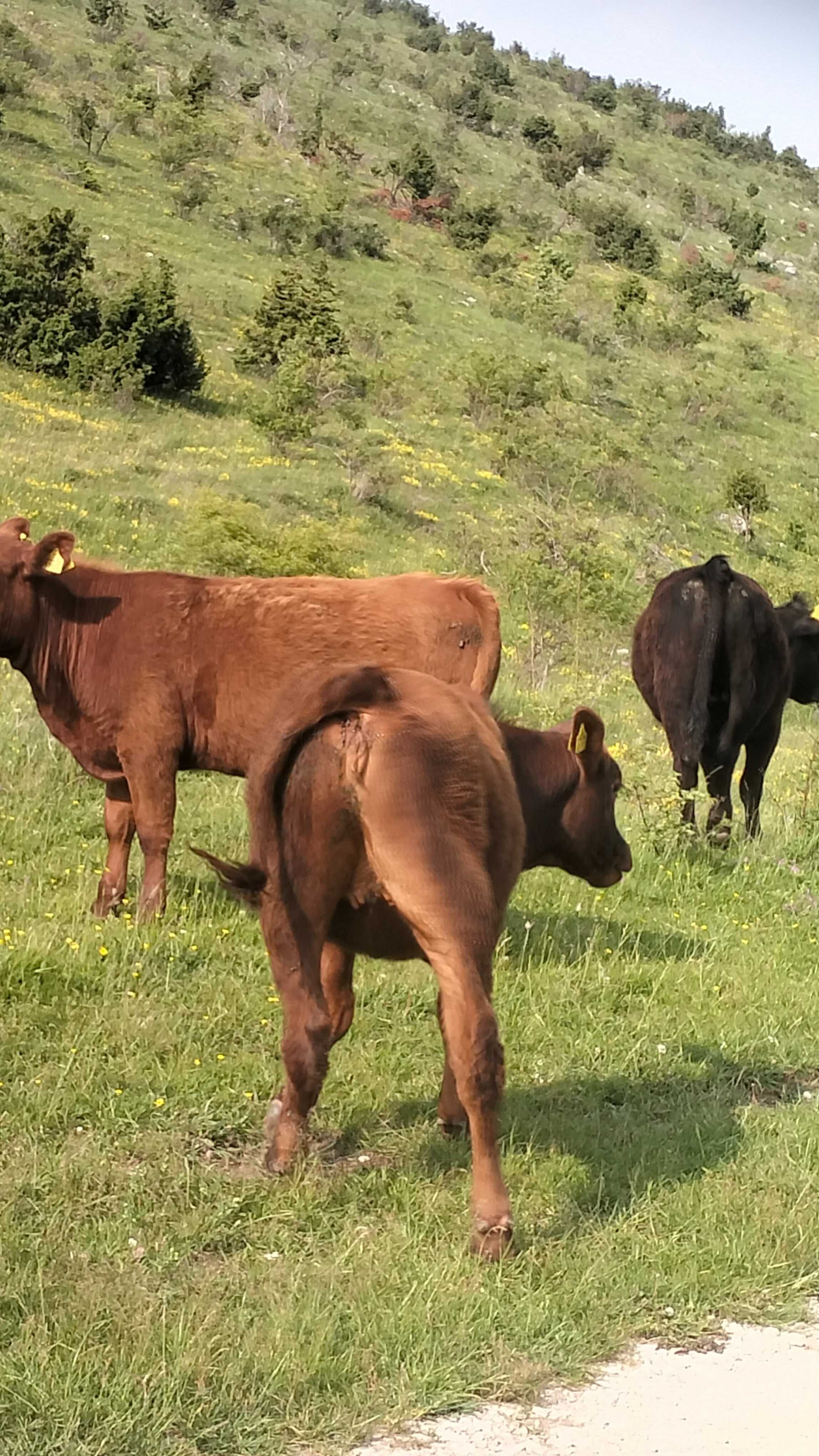 Vitele angus de un an și ceva