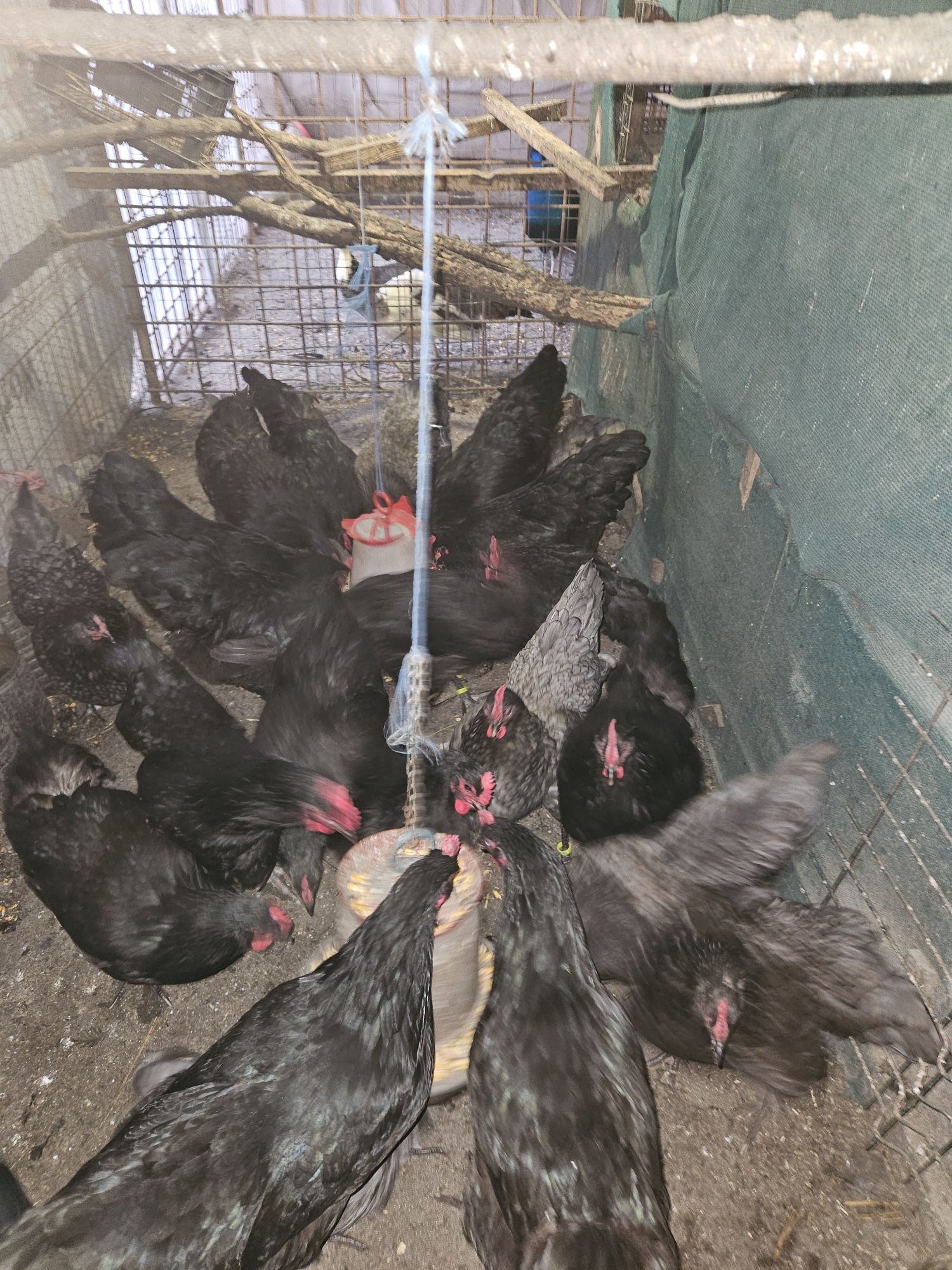 Australorp gaini cocosi Cluj Apahida