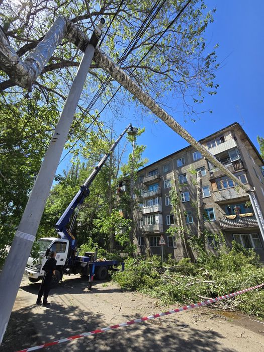 Спил дерева Спил деревьев
