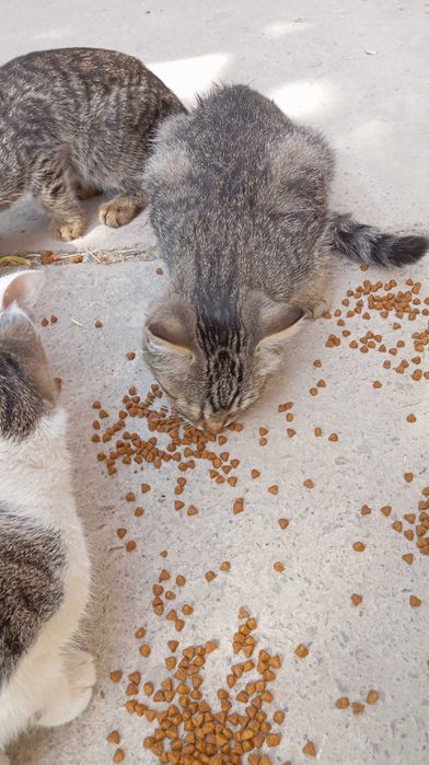 Котик, 3,5 мес., ловкий, для частного дома.