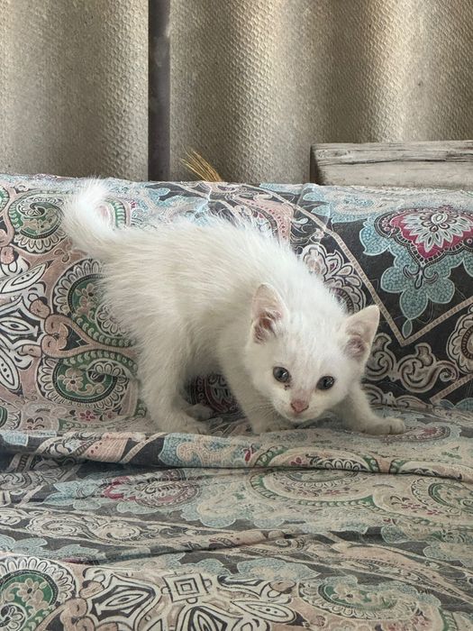 Котята домашние. Активные отдам бесплатно. Котята котята котята котята