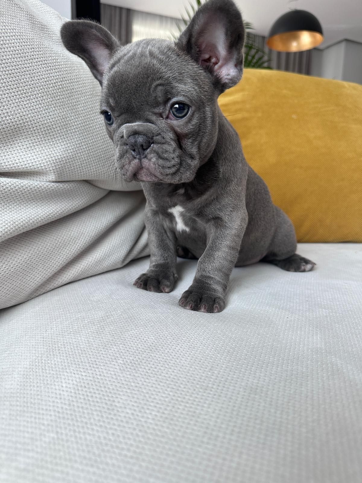 Bulldog francez blue