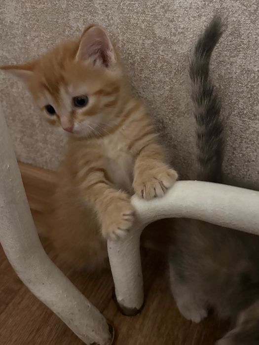 Отдам котят в хорошие руки