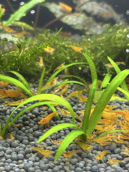 Продаются креветки