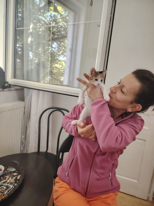 Donez pui pisica