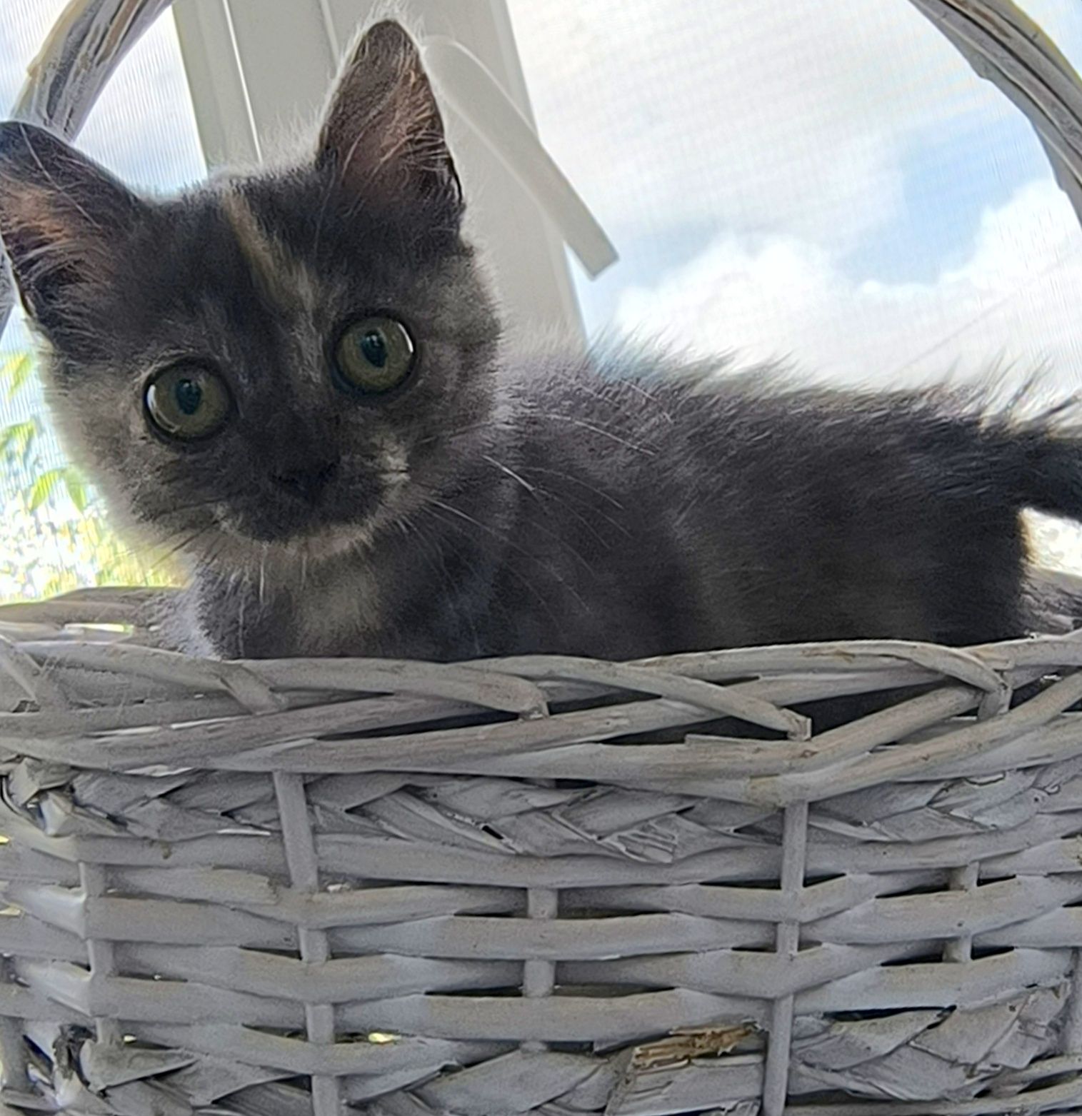 Котёнок, девочка 2 месяца в ответственную семью.
