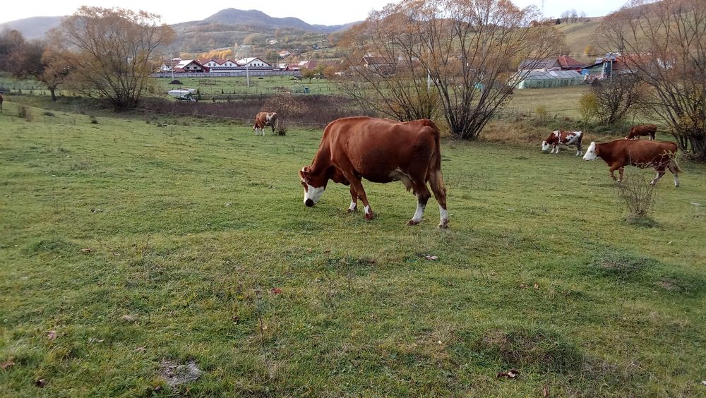 Vaca de vânzare gestantă