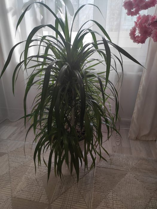 Комнатный цветок