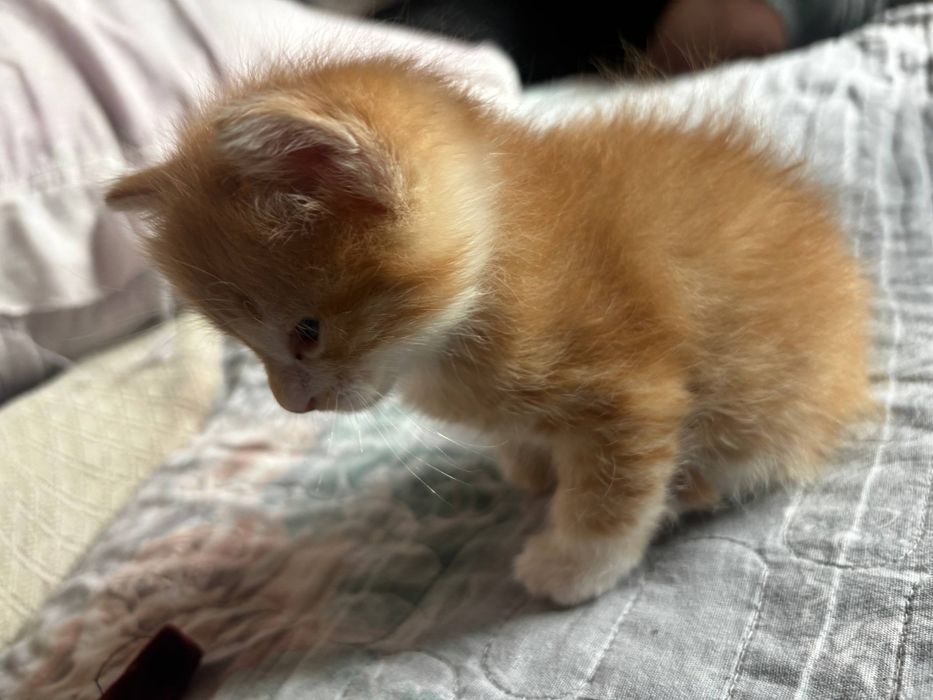 Котёнок в хорошие руки