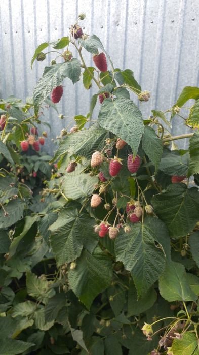 Продам саженцы малины