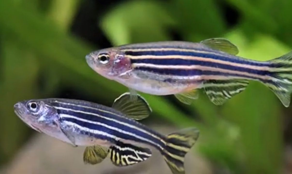 Данио рерио Danio rerio glofishlar Kichkina baliqchalr  juda chiroyli