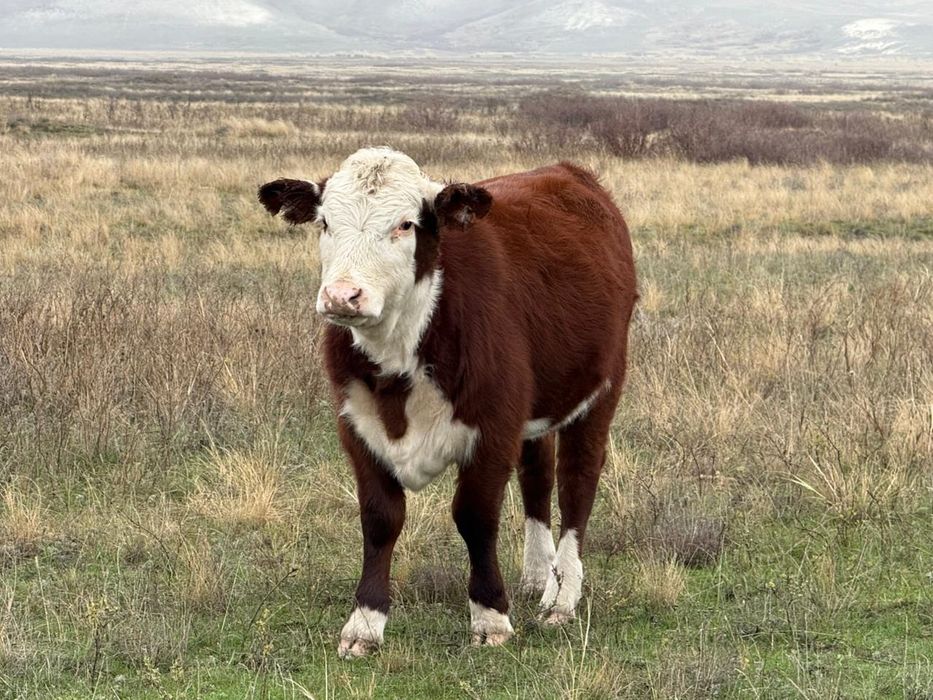 Казахская белагаловя
