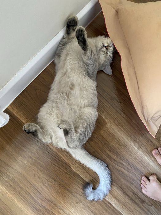 Срочно! Породистый британец по выгодной цене