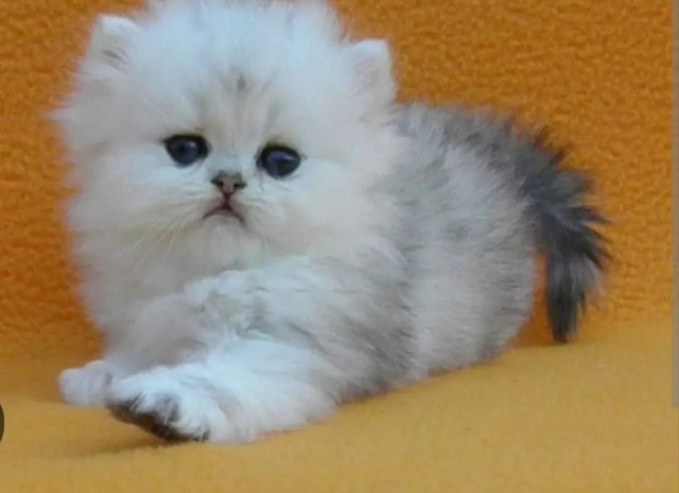 Персидская шиншилла 1 месяц