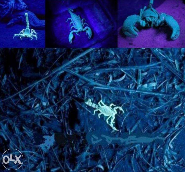 Lanterna UV cu Led 365nm - 1 Mod pe baterii AA