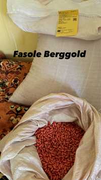 Fasole Sonesta si Berggold