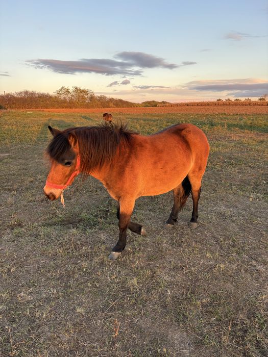 Vând Iapă (ponei) 2 ani