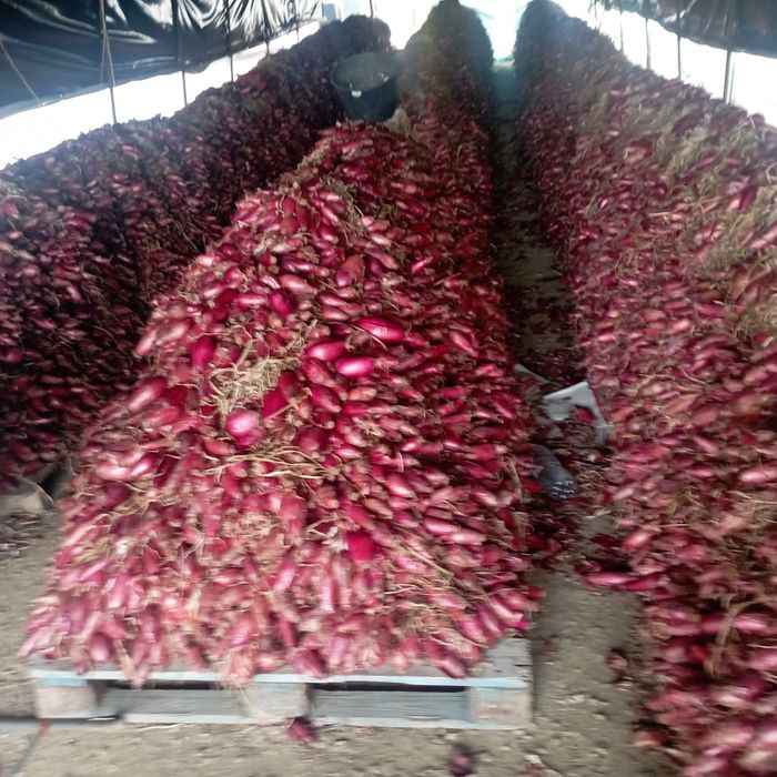 Vând ceapă roșie de apa, cantități mari!