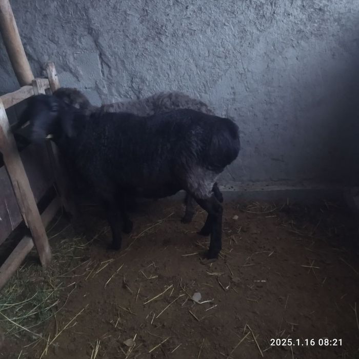 Bug'oz, semiz qo'ylar