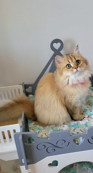 British longhair fetita adorabila  Chocolate Golden pedigree