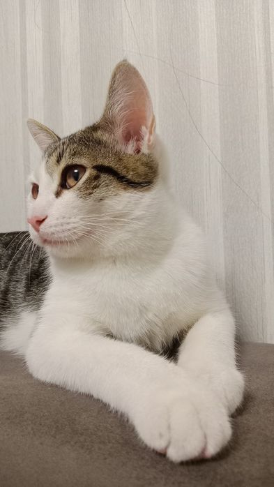 Котенок бесплатно