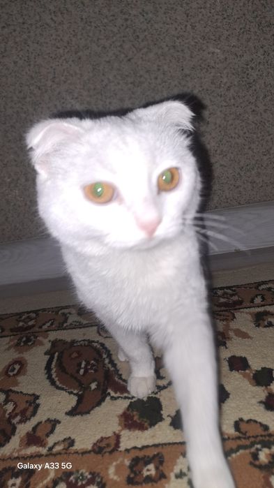 Шотландық мысық.