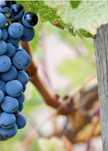 Vand struguri Merlot