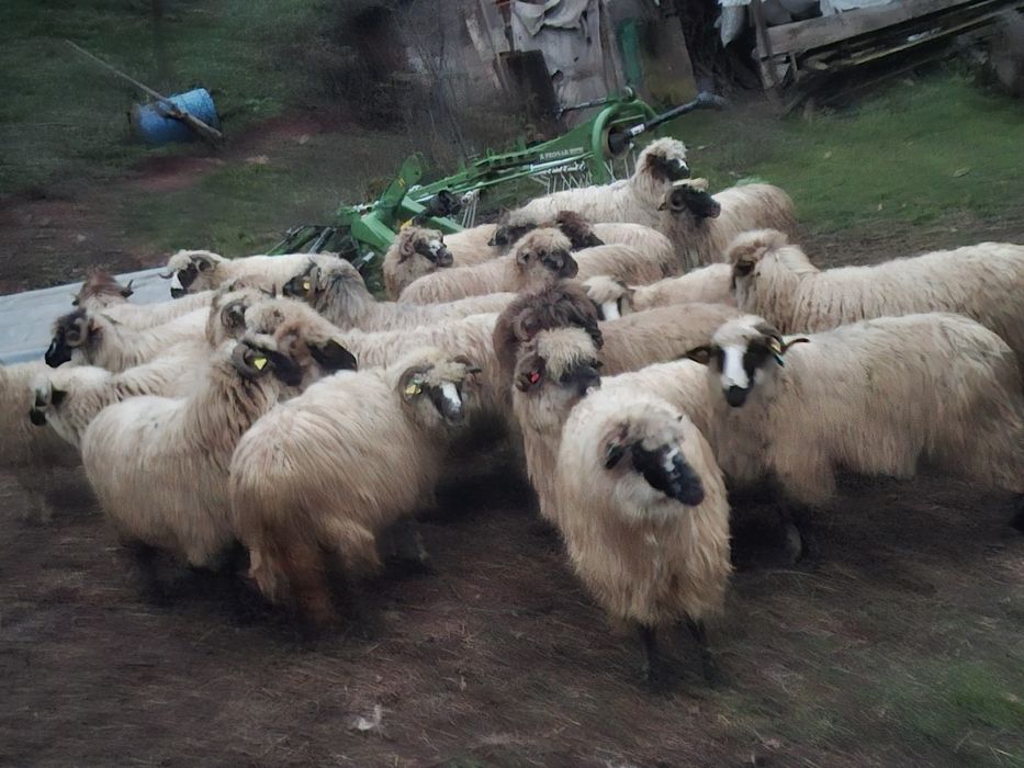 Vând 25 de oi bune de ținut.