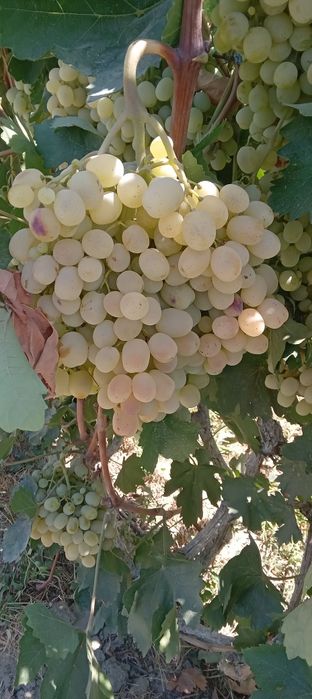 Zõr holatda 1 fura 14 lik karzinkada toyfi uzum bor