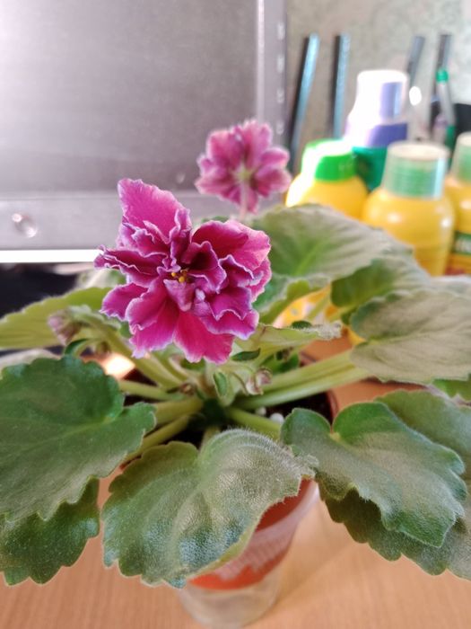 Комнатное растение . Фиалка