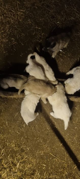 Donez catelusi draguti