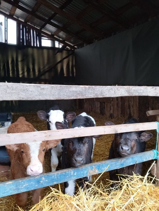 Vând șase tăurași.