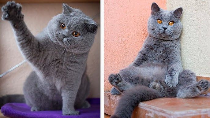 Вязкага гигант британский кот